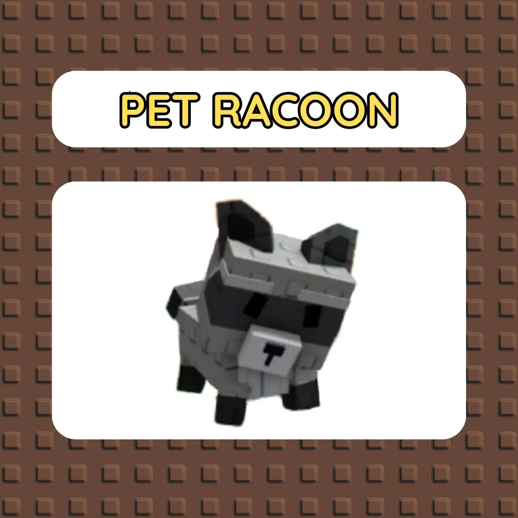 Pet Racoon